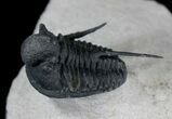 Huge Cyphaspis Trilobite From Morocco #25795-6